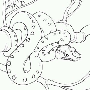 Online coloring book: Coloring book of anaconda on a branch